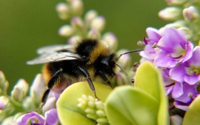 Don’t Step On a Bee Day!